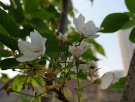 路边的花花，我不忍心拍下了她，好想摘回家